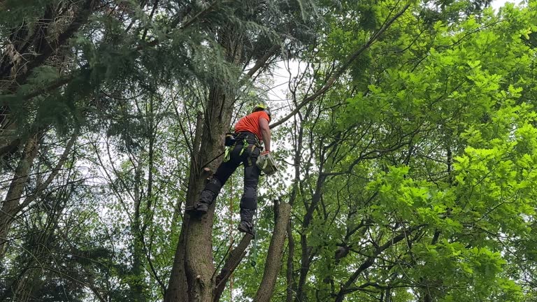 Best Fruit Tree Pruning  in Ramtown, NJ